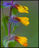 Natt & Dag (Melampyrum nemorosum L.) and ant