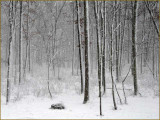 Whiteout