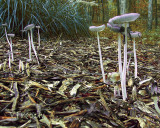 Mushrooms.jpg