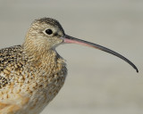 long-billed curlew BRD0881.jpg