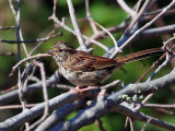 IMG_0277 white-throated sparrow.jpg