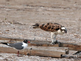 IMG_1038 Osprey.jpg