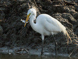 IMG_5336 Great Egret.jpg