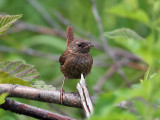 IMG_1157 Winter Wren.jpg