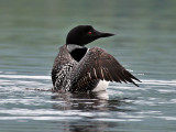 IMG_7375a Loon.jpg