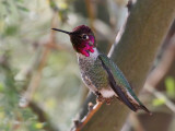IMG_5959a Anna's Hummingbird .jpg