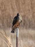 IMG_6146 Northern Harrier.jpg