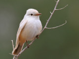 IMG_6959 Leucistic Vermilion Flycatcher.jpg