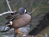 IMG_6800 Blue-winged Teal.jpg