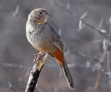 IMG_0586c Canyon Towhee.jpg