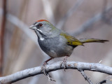 IMG_0635 Green-tailed Towhee.jpg