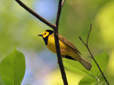 IMG_7620 Hooded Warbler.jpg