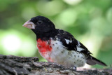 IMG_5068 Rose-breasted Grosbeak imm male.jpg