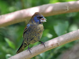 IMG_6148 Blue Grosbeak.jpg