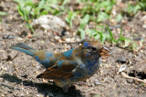 IMG_6062 Indigo Bunting.jpg