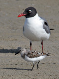 IMG_6527 Gull - Sandpiper.jpg