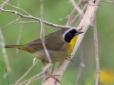 IMG_7032 Common Yellowthroat.jpg