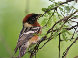 IMG_7327 Bay-breasted Warbler.jpg