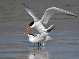 IMG_6613 Royal Tern.jpg