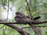 IMG_7158 Lesser Nighthawk.jpg
