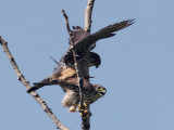 IMG_9072 Merlins.jpg