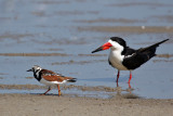 IMG_6575 Black Skimmer - Ruddy Turnstone.jpg