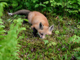 IMG_0727 Playful.jpg