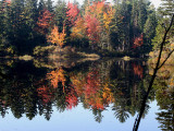 IMG_4698 Foliage.jpg