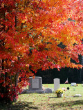 IMG_4711 Foliage.jpg