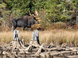 IMG_3101 Moose.jpg
