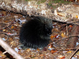 IMG_4875 Porcupine.jpg