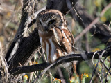 IMG_4342 Saw-Whet Owl.jpg