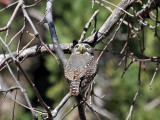 IMG_5880 Northern Pygmy Owl.jpg
