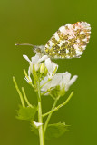 Oranjetipje/Anthocharis cardamines ♂