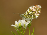 Oranjetipje/Anthocharis cardamines ♂