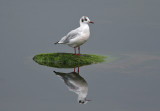 Black-headed Gull (Larus ridibundus) - skrattmås