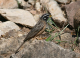 African Rock Bunting (Emberiza tahapisi arabica)
