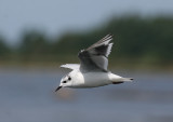 Little Gull (Hydrocoloeus minutus) - dvärgmås