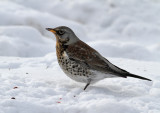 Fieldfare (Turdus pilaris)