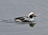 Long-tailed Duck (Clangula hyemalis)