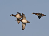 Greater Scaup (Aythya marila)