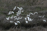 Cattle Egret (Bubulcus ibis)