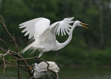 Great Egret (Ardea alba) - ägretthäger