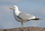 Common Gull (Larus c. canus) - fiskmås
