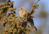 Yellowhammer (Emeriza citrinella)