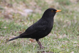 Eurasian Blackbird (Turdus merula)