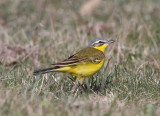 Yellow Wagtail (Motacilla flava flava)
