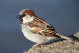House Sparrow (Passer domesticus)