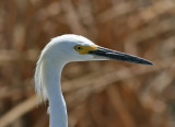 Snowy Egret (Egretta thula)