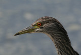 Black-Crowned Night Heron (Nycticorax nycticorax)